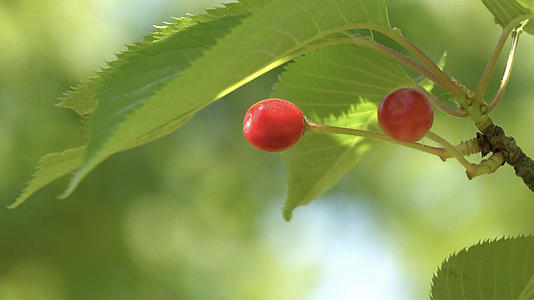 夏季自然风光枝头上的樱桃4K视频合集视频的预览图