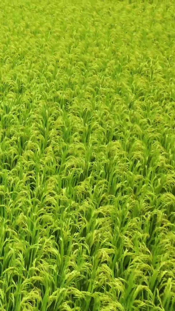 低角航拍一望无际的稻田视频的预览图