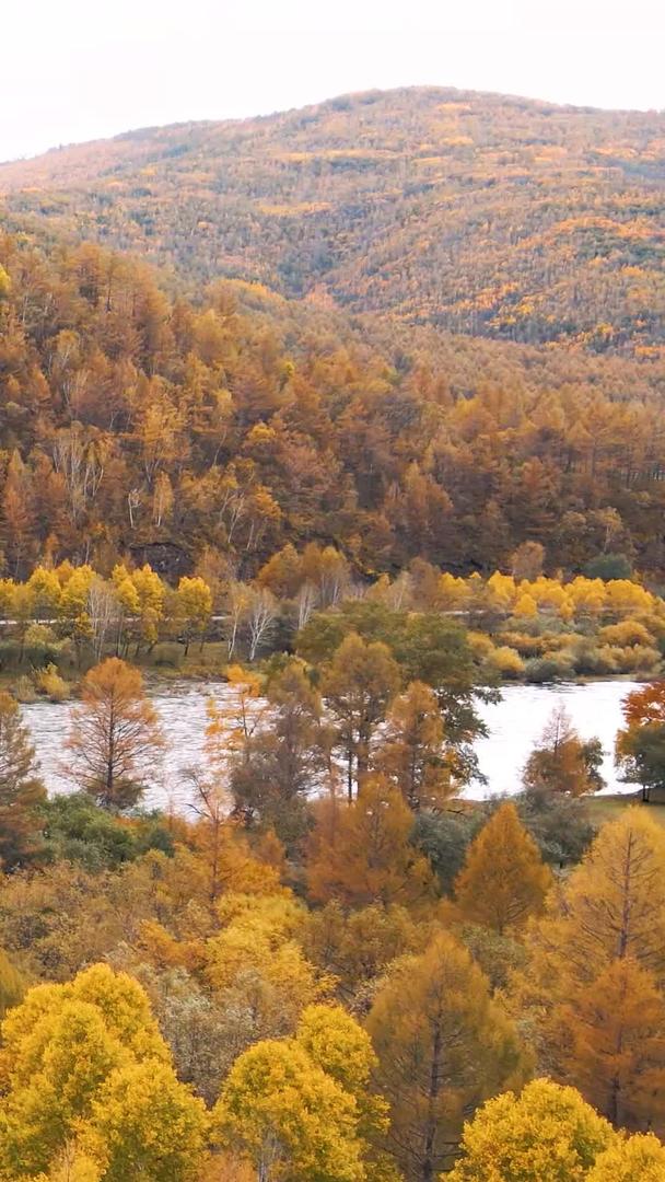 阿尔山秋天的自然景观视频的预览图