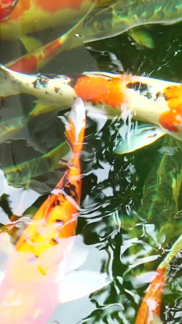 池塘里的鲤鱼视频的预览图
