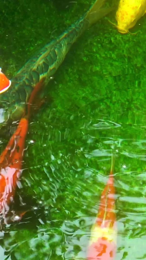 池塘里的鲤鱼视频的预览图