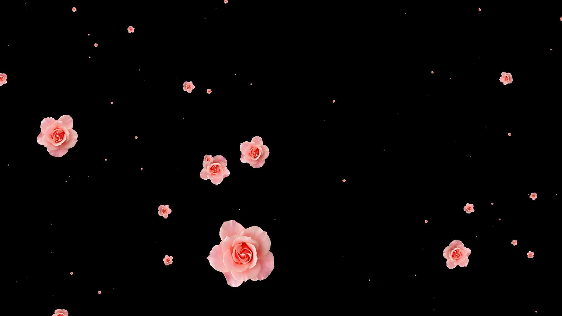 花朵掉落带通道视频的预览图