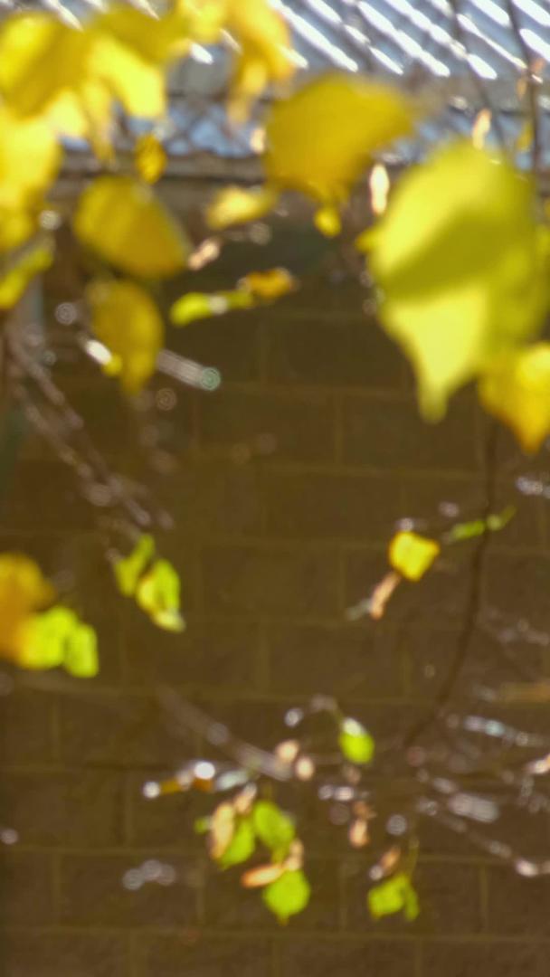 秋冬季节树叶实拍素材视频的预览图