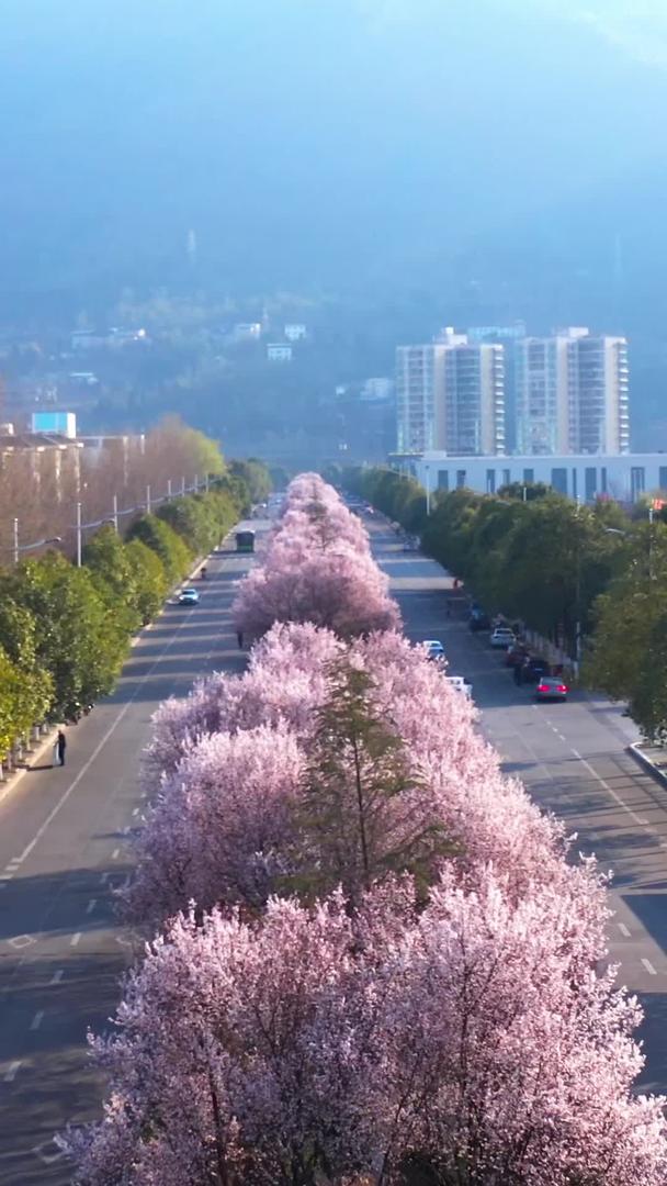 春季航拍路上樱花树视频素材视频的预览图