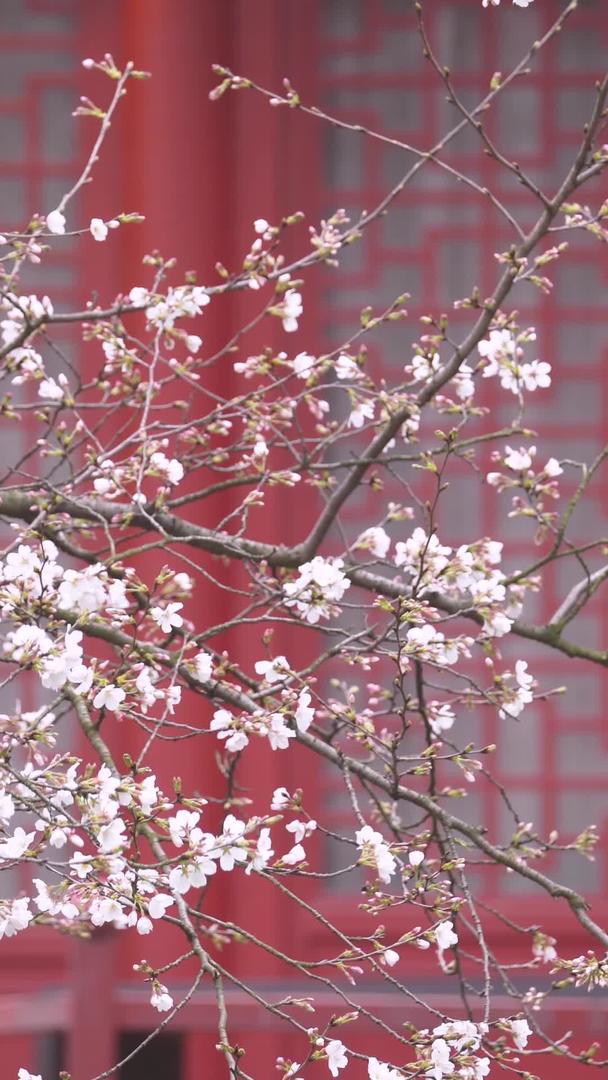春季城市古建筑前盛开的樱花素材视频的预览图