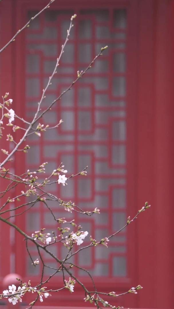 春季城市古建筑前盛开的樱花素材视频的预览图