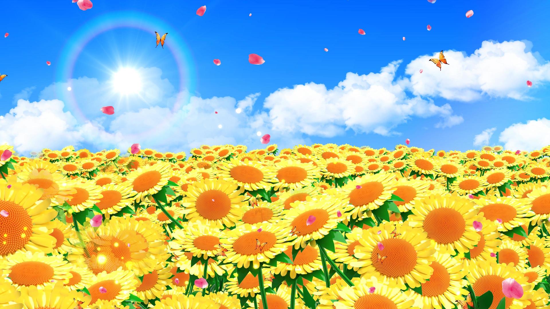 4K唯美的太阳花背景素材视频的预览图