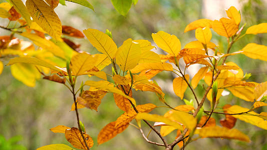 4k拍摄秋天枯黄的叶子视频的预览图