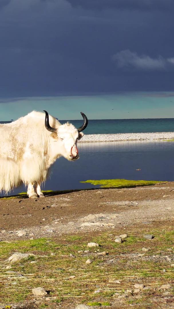 西藏纳木措湖边的牦牛视频的预览图