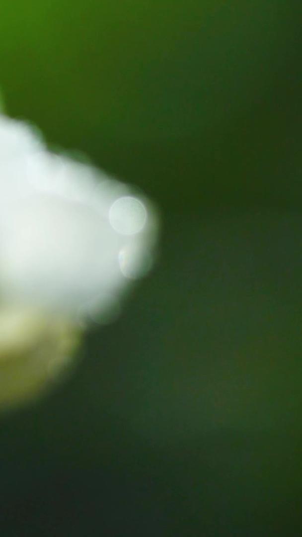 春夏微距茉莉花上的水滴水滴视频的预览图