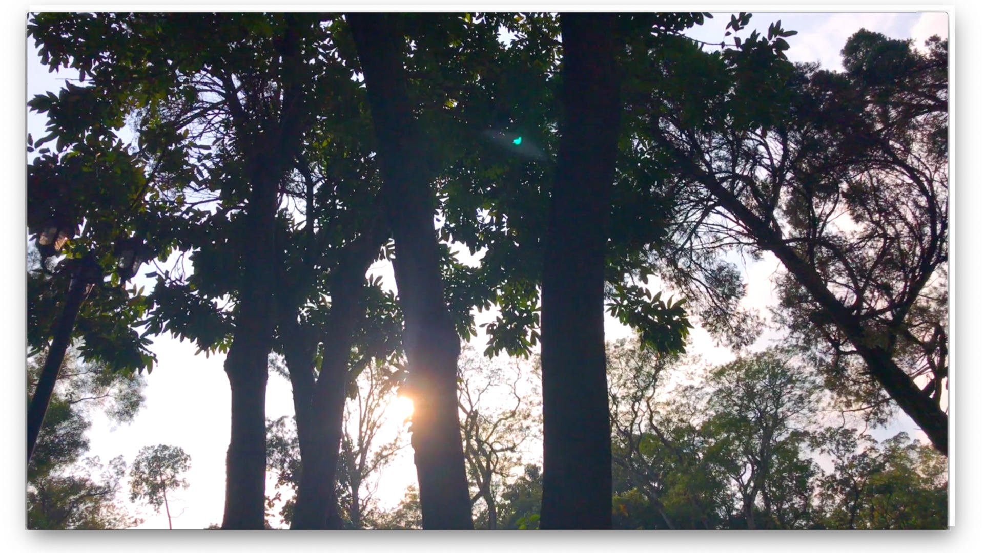树和阳光慢速视频的预览图