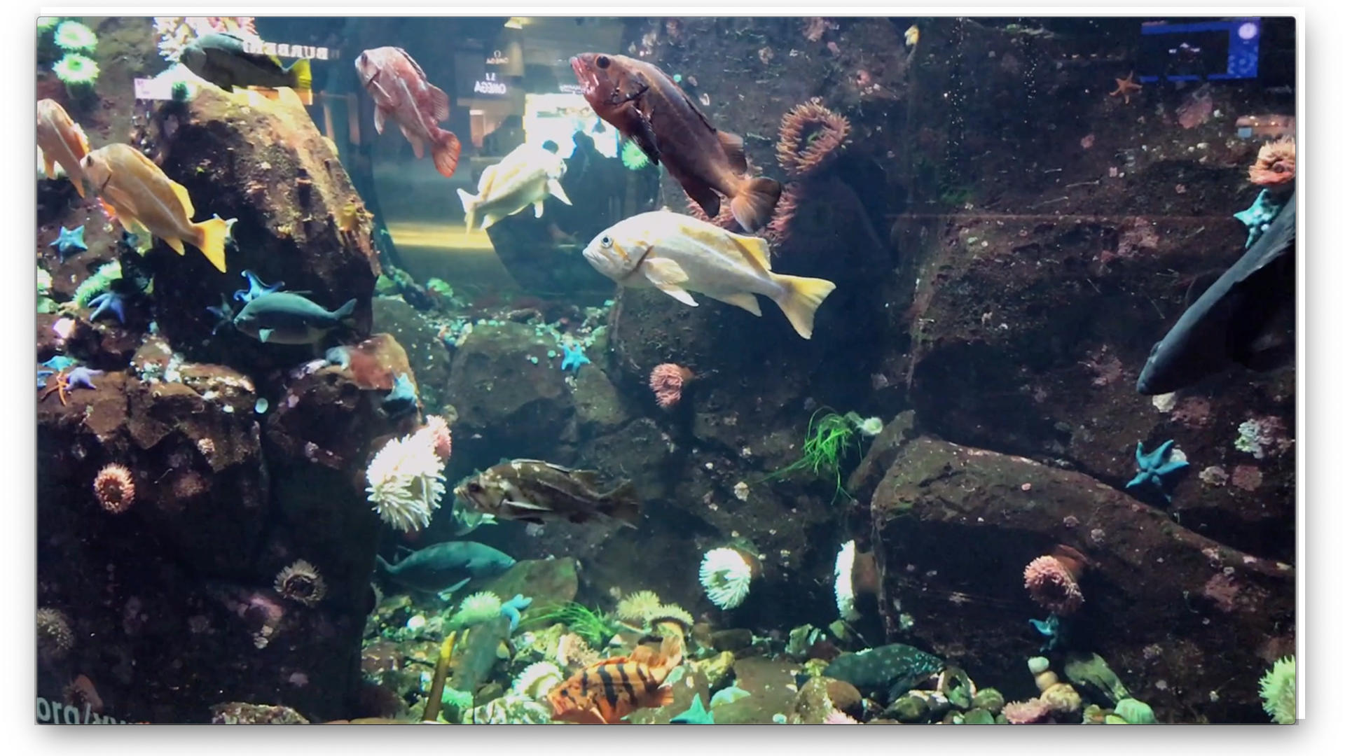 温哥华机场小水族馆视频的预览图