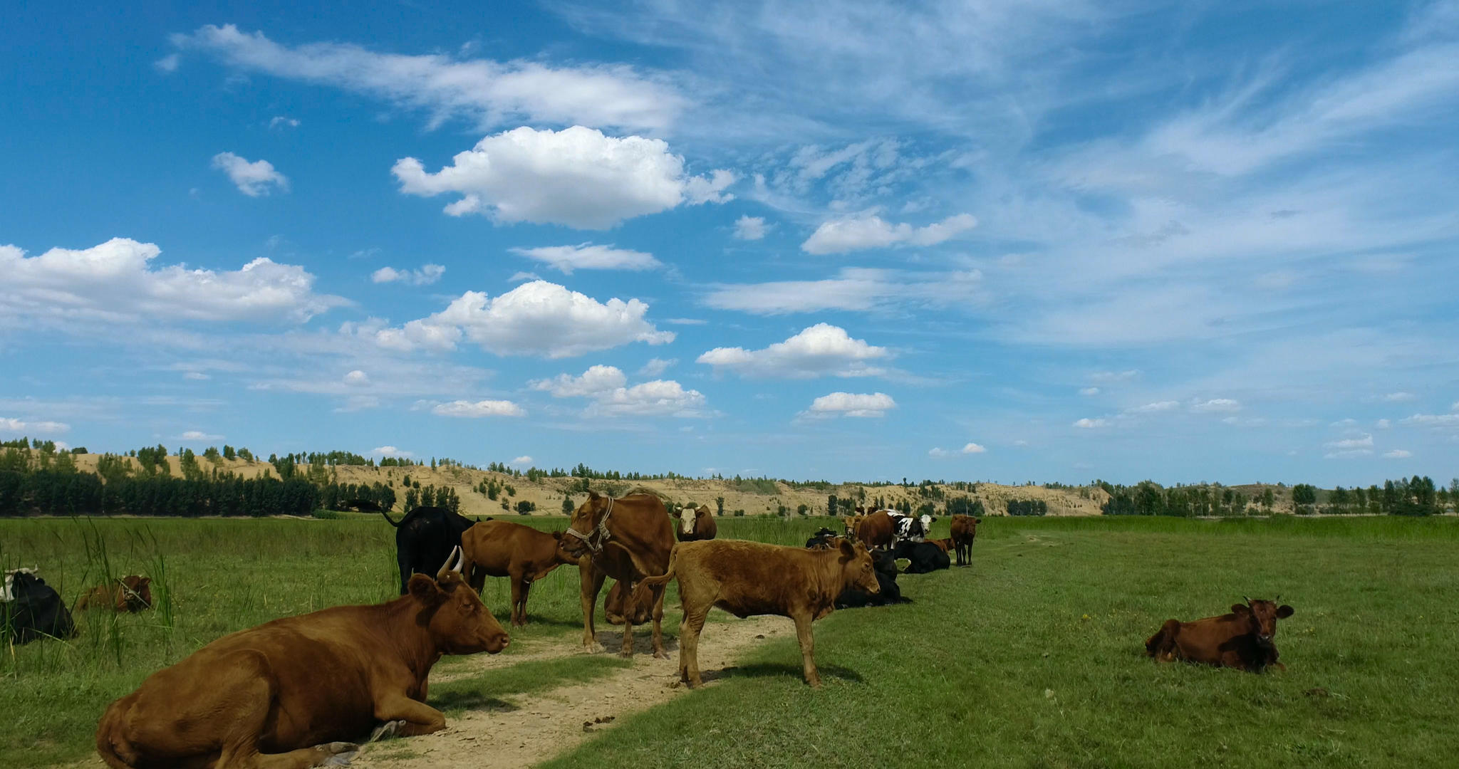 内蒙草原牛群4K航拍视频的预览图
