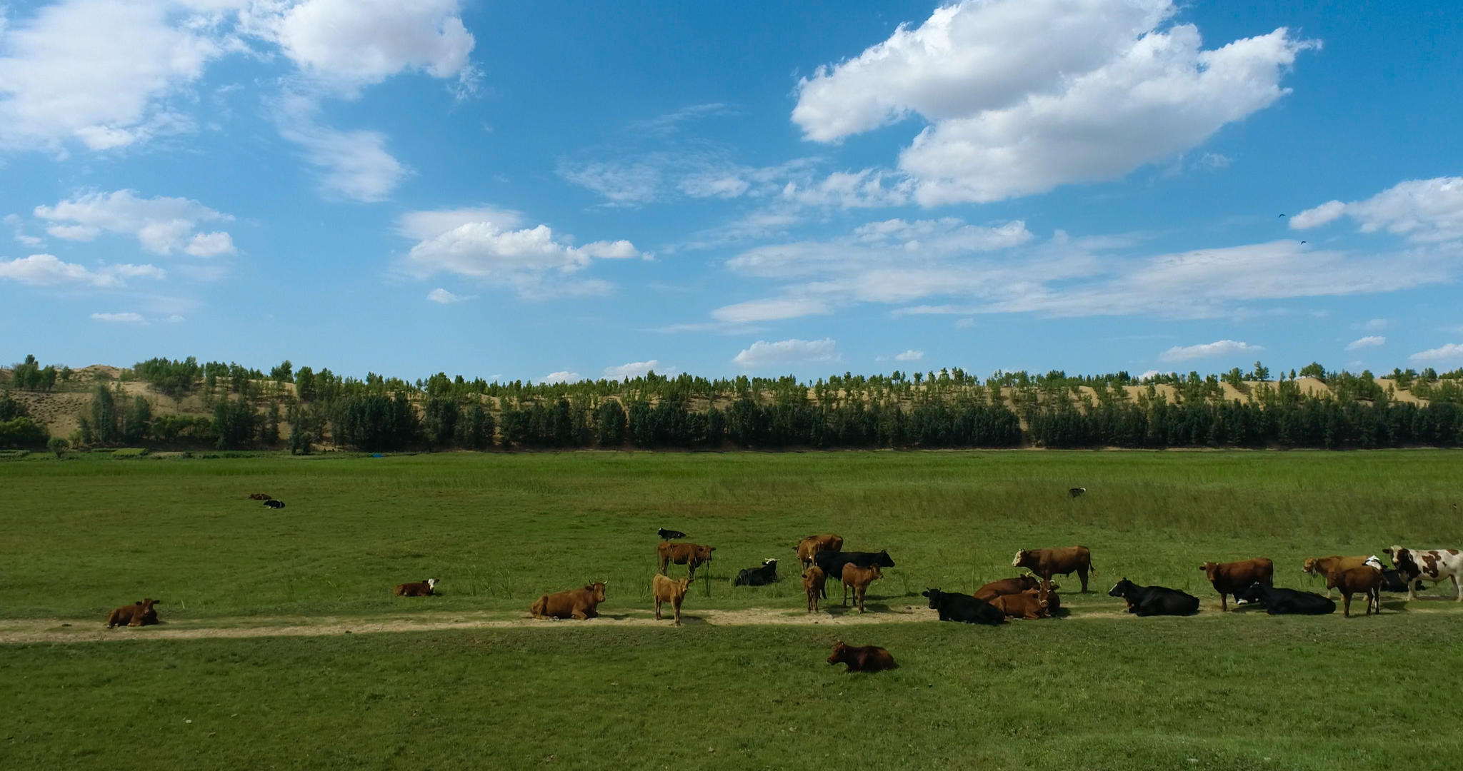 内蒙草原牛群4K航拍视频的预览图
