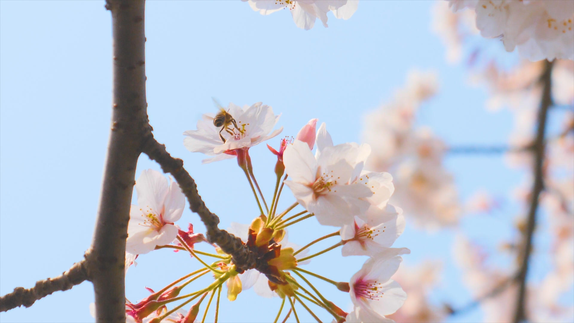 4K盛开的樱花视频的预览图