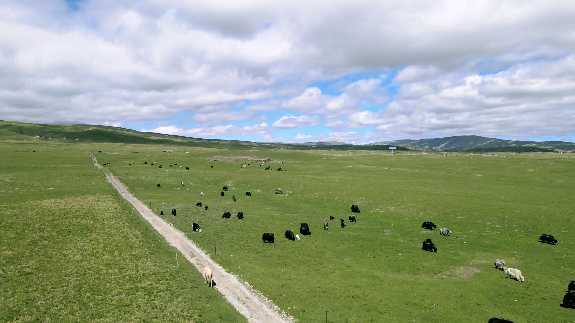 4k航拍青海山丘草地牛羊西北风景视频的预览图