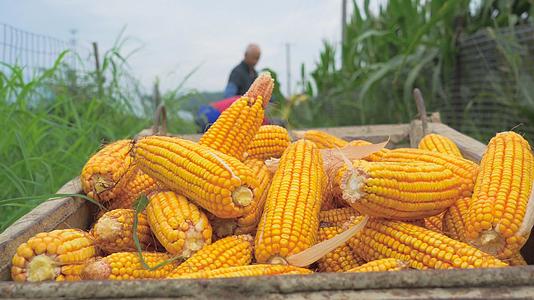 农民收玉米农业4K实拍农业视频的预览图