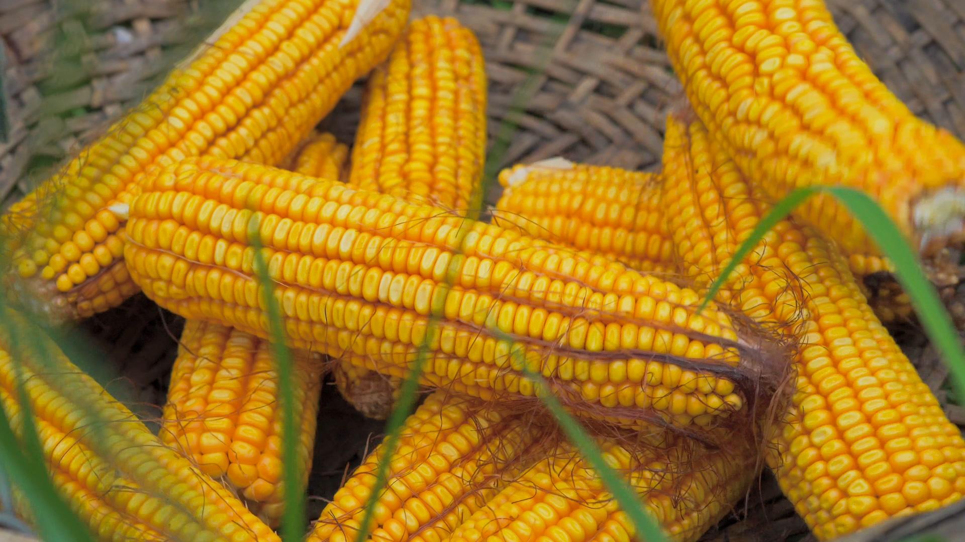 玉米丰收农业4K实拍视频的预览图