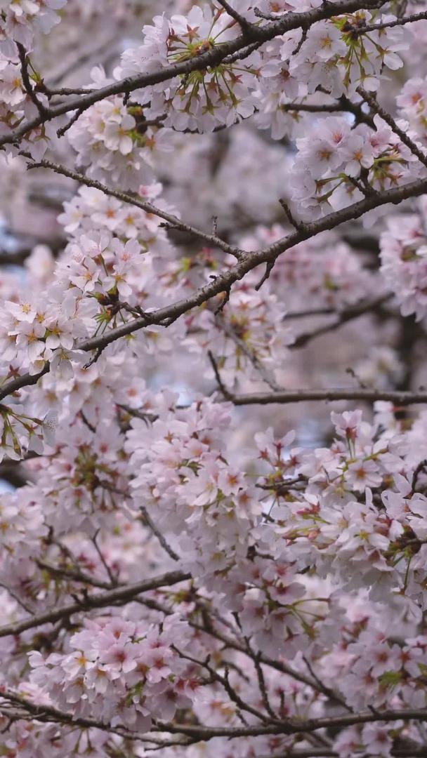 春季城市花季白色樱花树素材视频的预览图