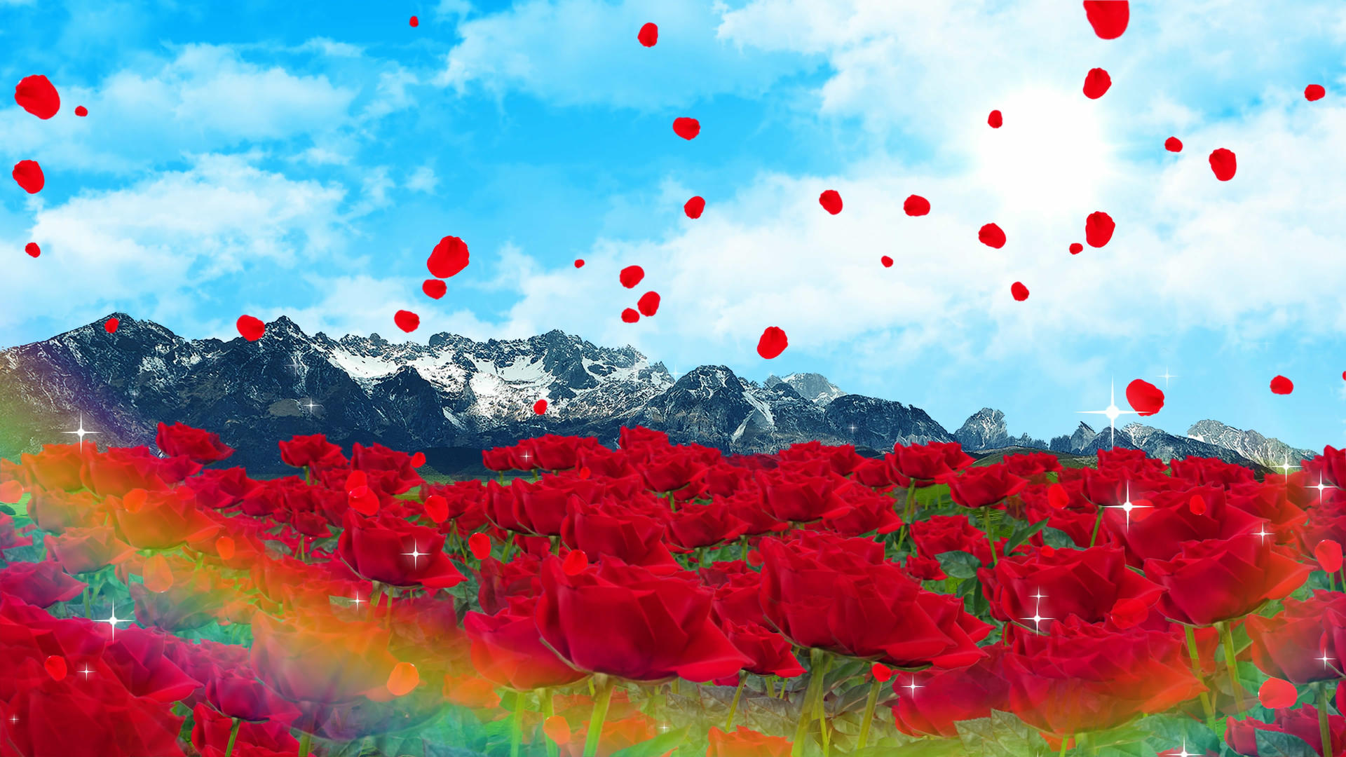 4K唯美的玫瑰花背景素材视频的预览图