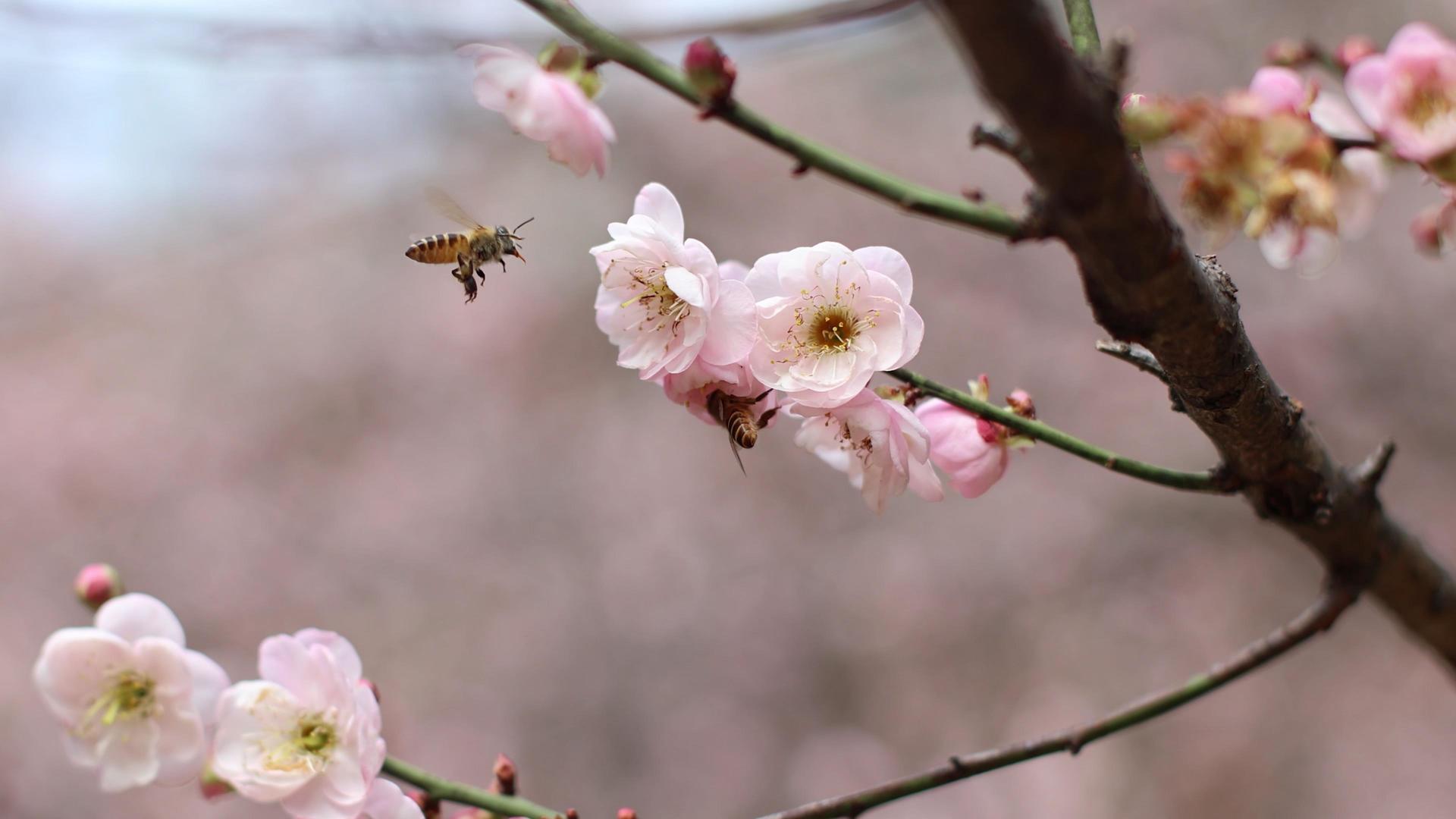 4k实拍美春盛开的粉色梅花和蜜蜂采蜜的蜜蜂视频的预览图
