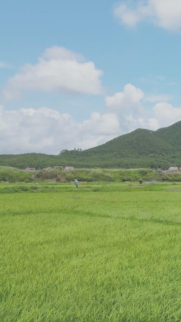 夏日风中美丽的水稻农作物视频的预览图