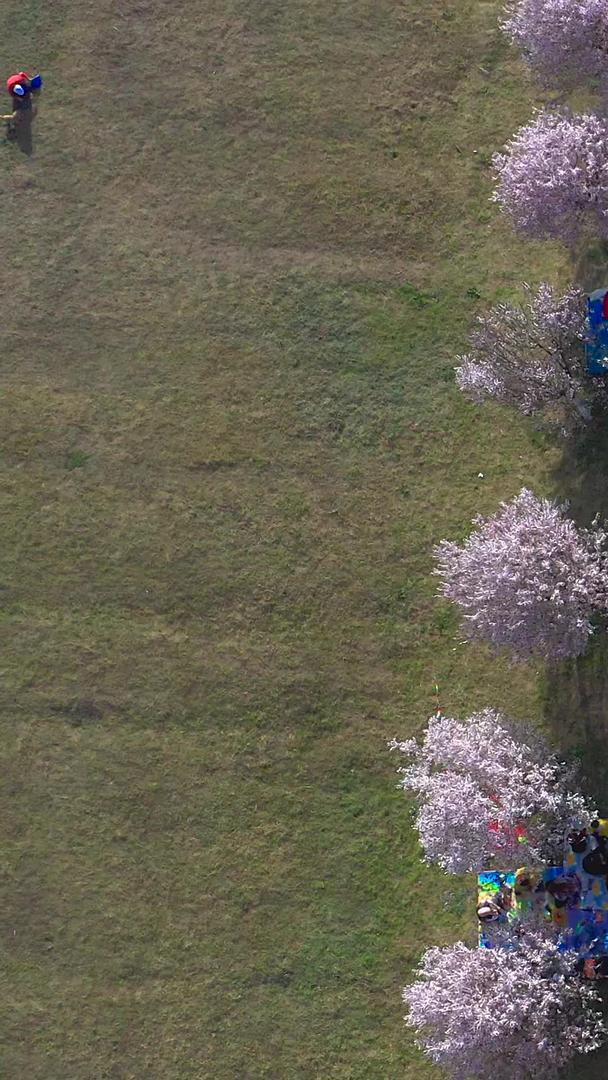 春游户外帐篷樱花航拍视频的预览图