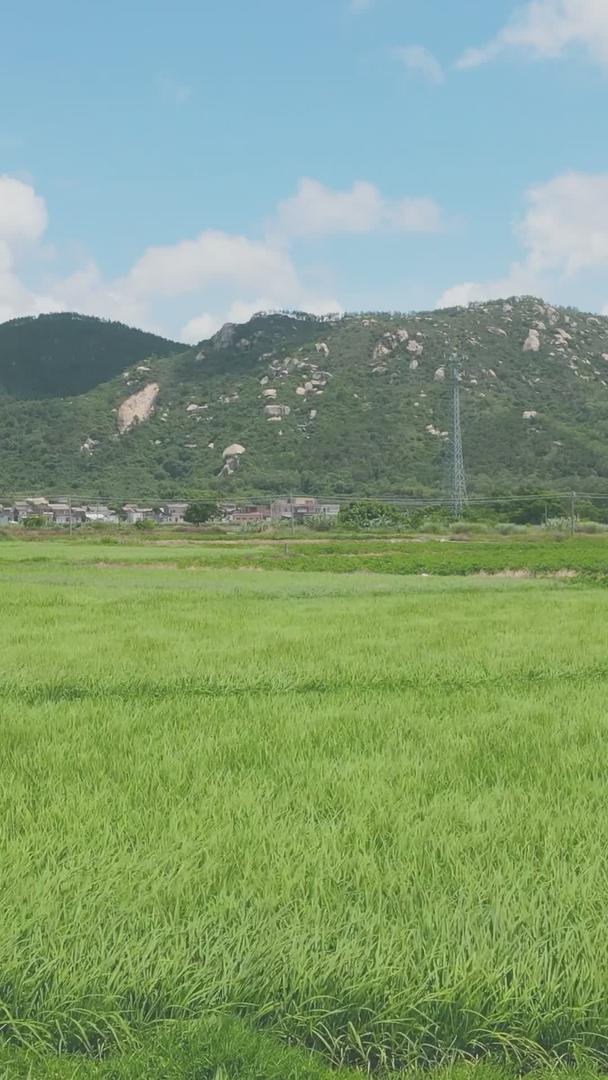 夏日风中美丽的水稻农作物视频的预览图