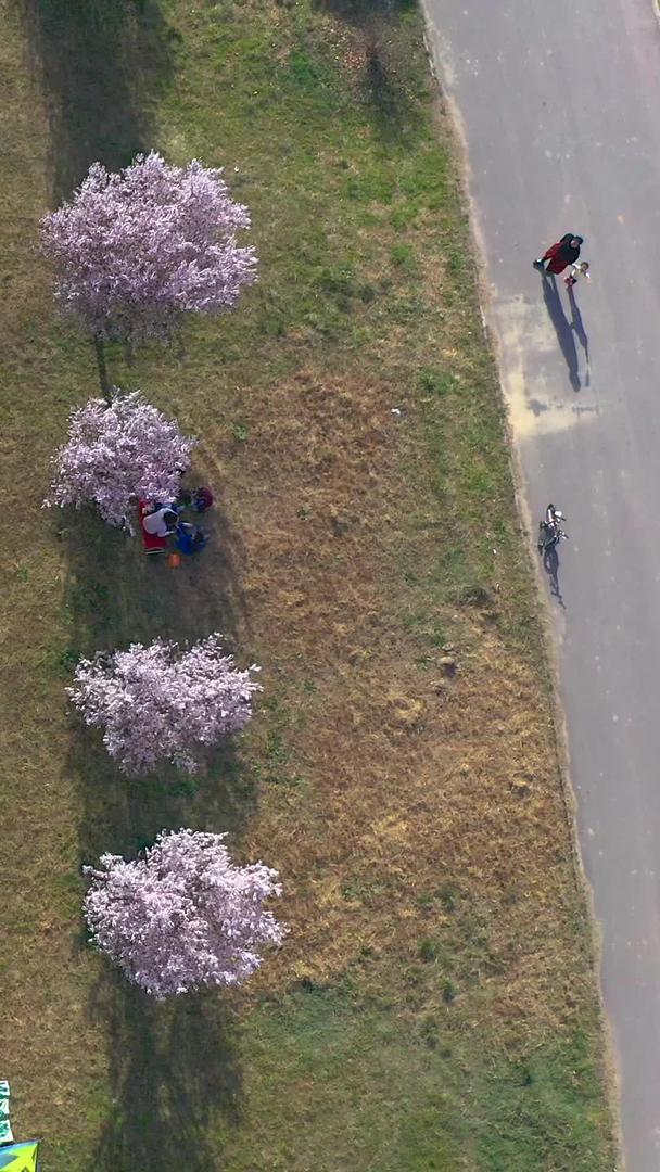春游户外帐篷樱花航拍视频的预览图