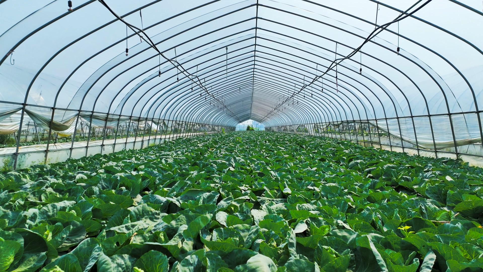 4K航拍现代农业温室有机蔬菜卷心菜卷心菜视频的预览图