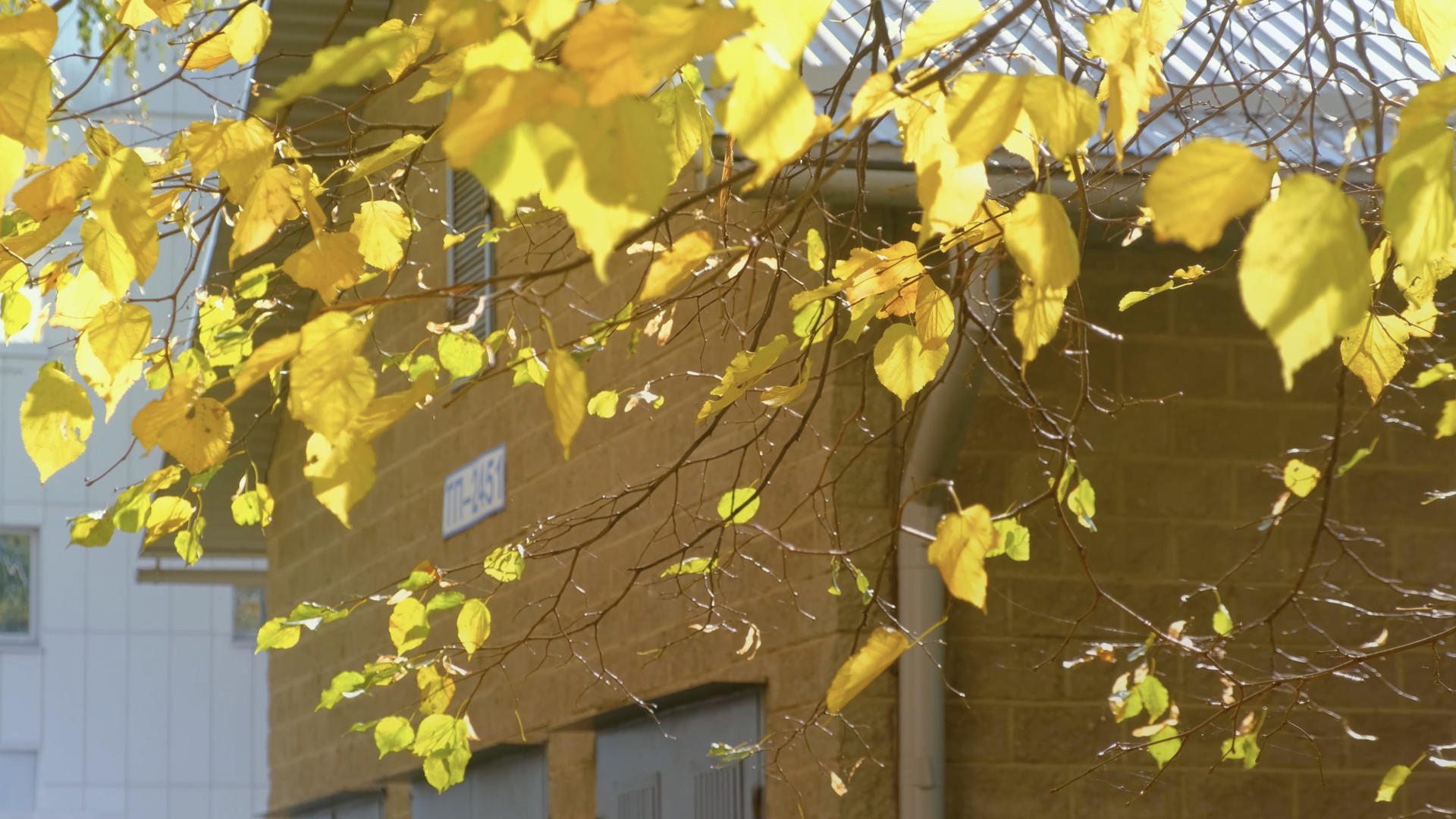 秋冬天树叶实拍素材视频的预览图