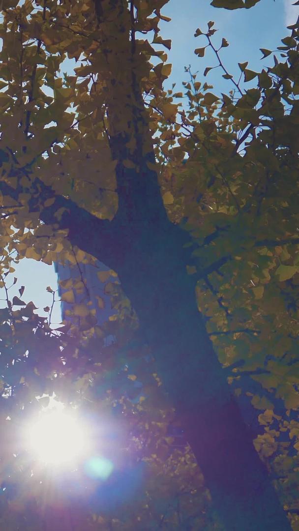 秋季实拍银杏树日光素材视频的预览图