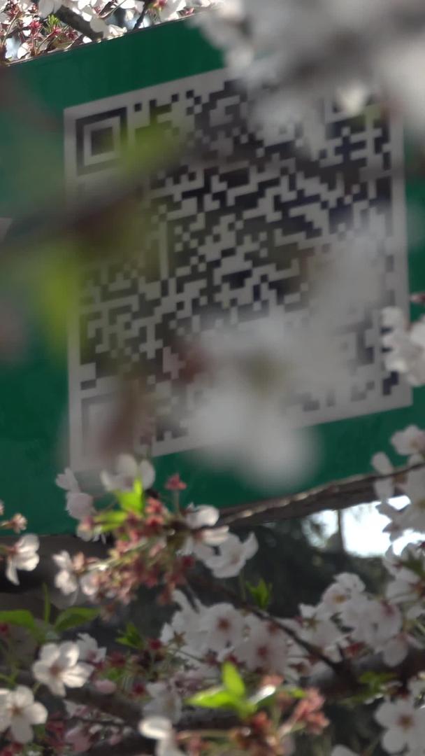 鸡鸣寺樱花实拍视频的预览图