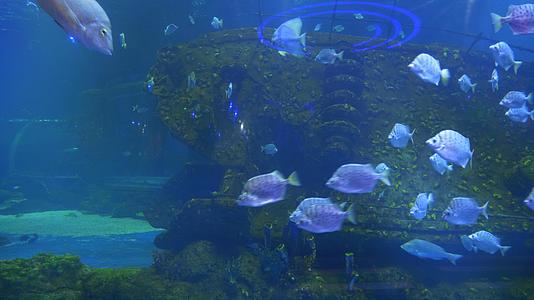 海洋馆实拍热带鱼4K素材视频的预览图