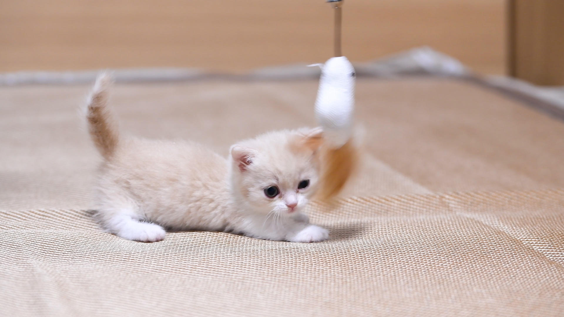 乳白曼基康小奶猫在玩逗猫棒4K视频的预览图