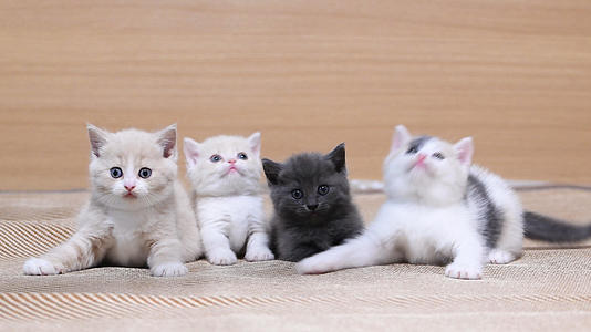 乳白英短小猫咪小奶猫玩逗猫棒4K视频的预览图