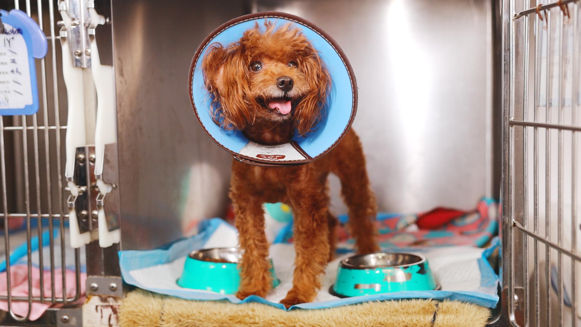 宠物诊所的小狗视频的预览图