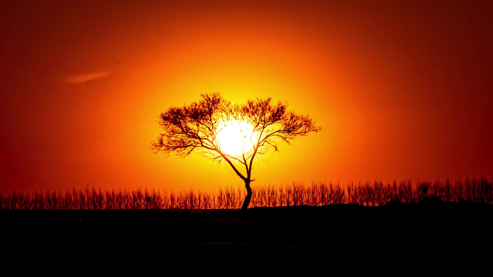 8K夕阳落日下的一棵树视频的预览图