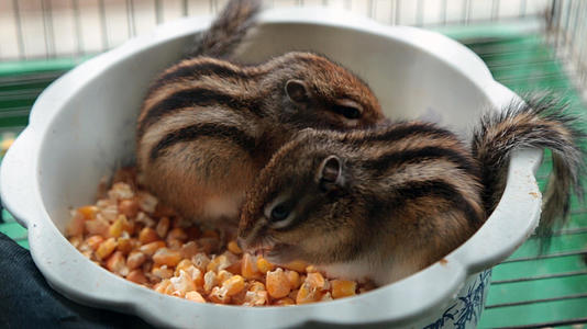 小松鼠吃食物视频的预览图