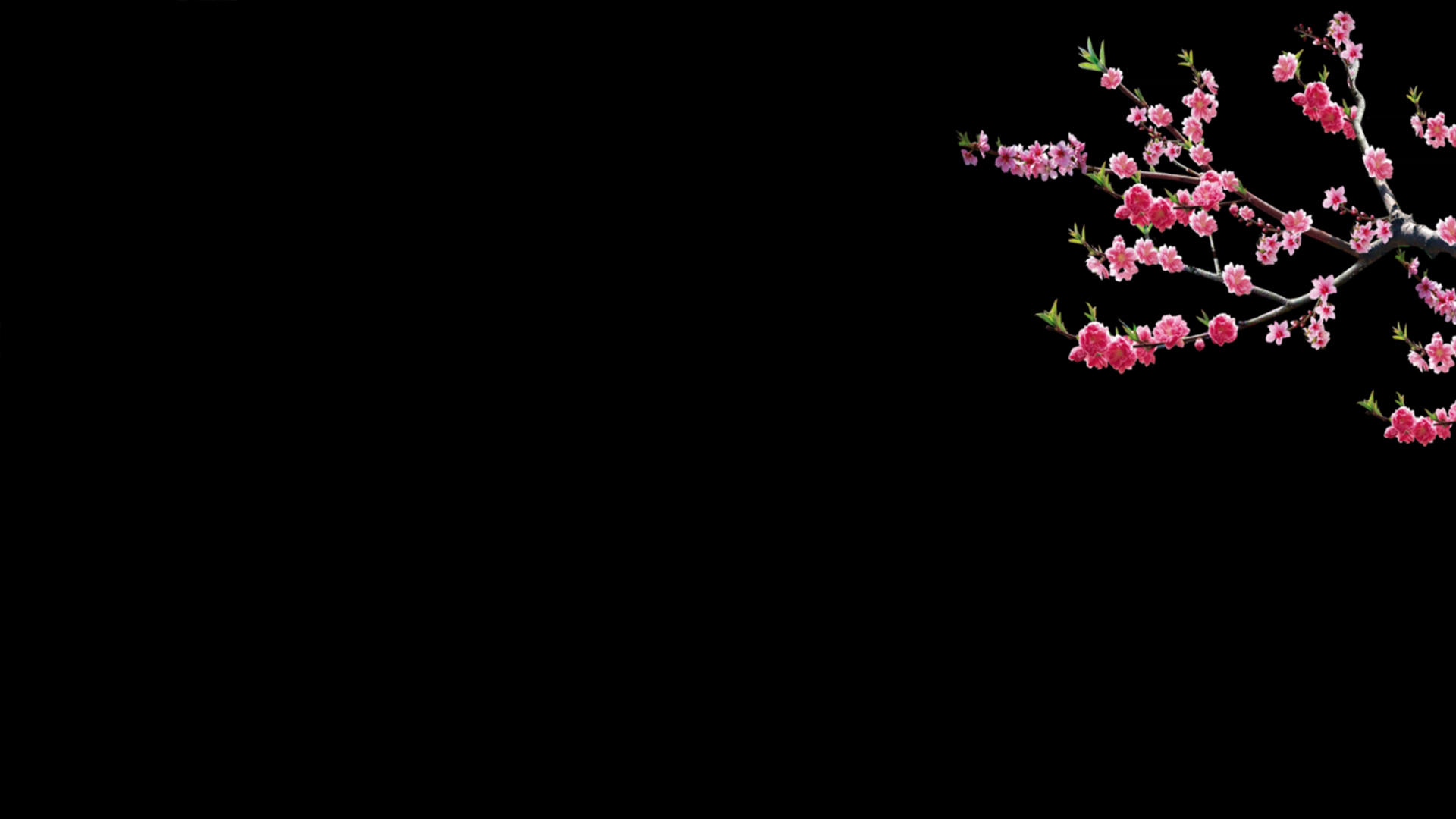 桃花枝叶运动元素带透明度通道视频的预览图