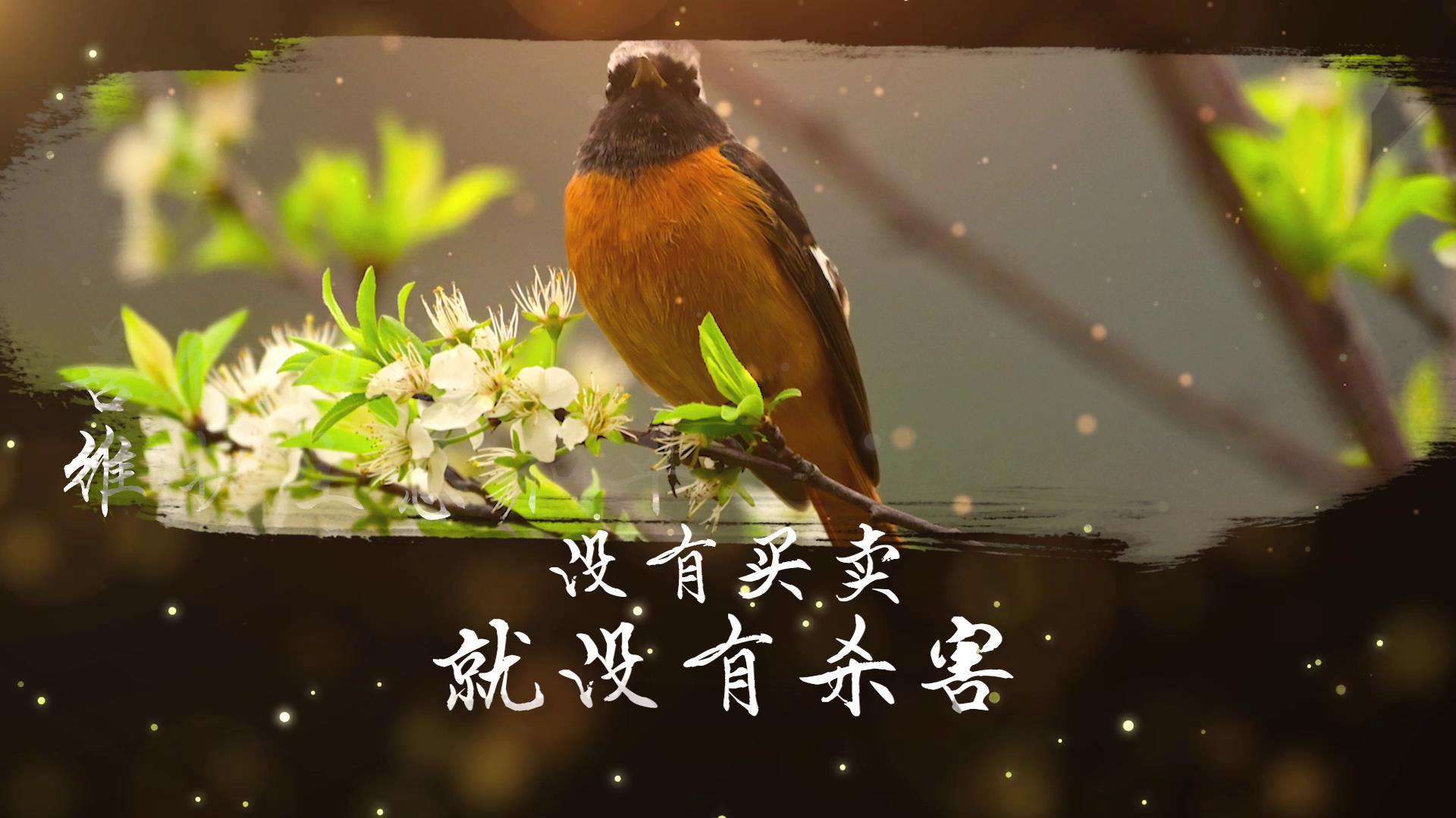 图文宣传展示野生动物保护日图文视频的预览图