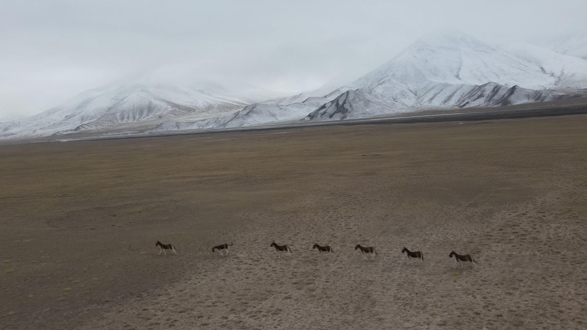 4K可可西里自然保护区藏野驴视频的预览图
