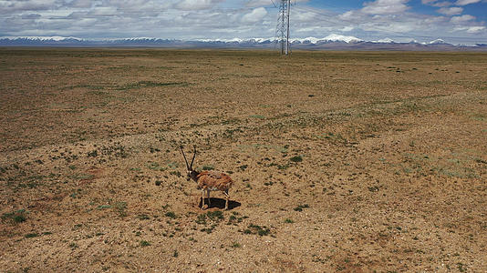 4K航拍可可西里自然保护区藏羚羊视频的预览图