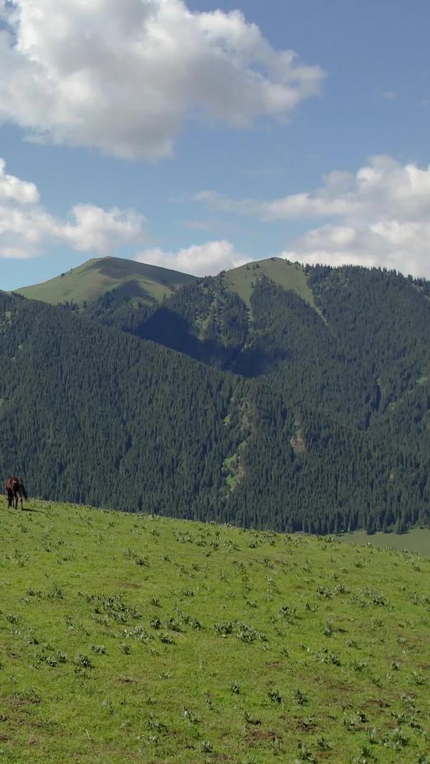 草原放牧群山雪山航拍视频视频的预览图