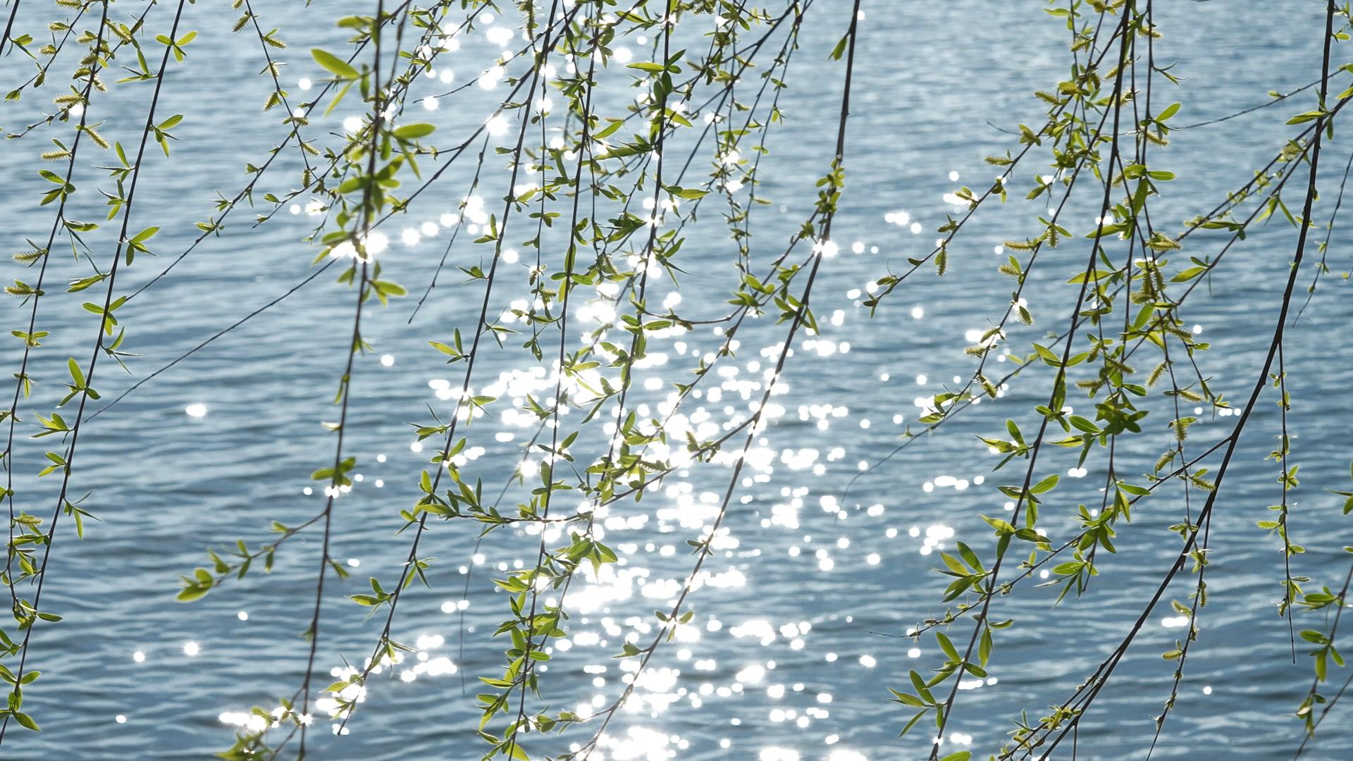 柳树美丽的空镜 春天发芽 的预览图