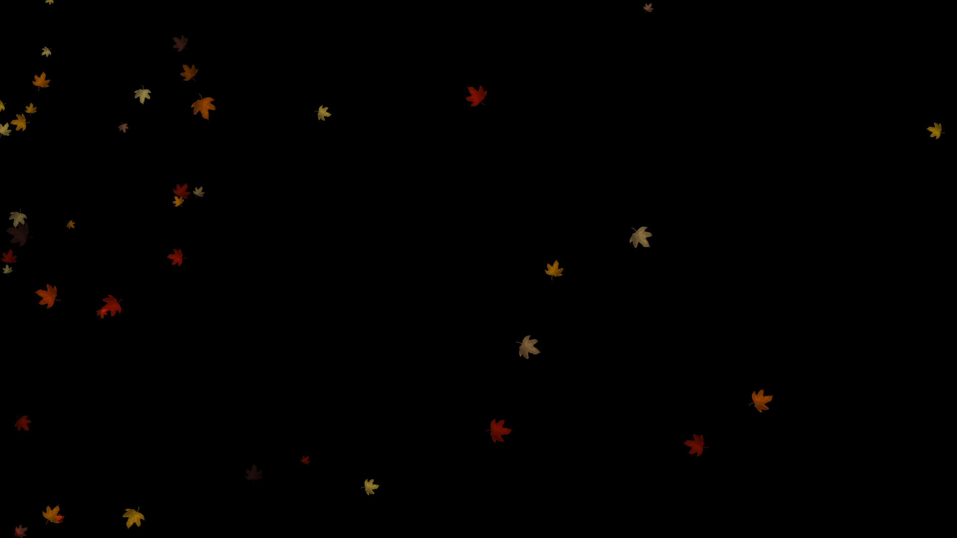 下落飘飞秋天枫叶粒子视频的预览图