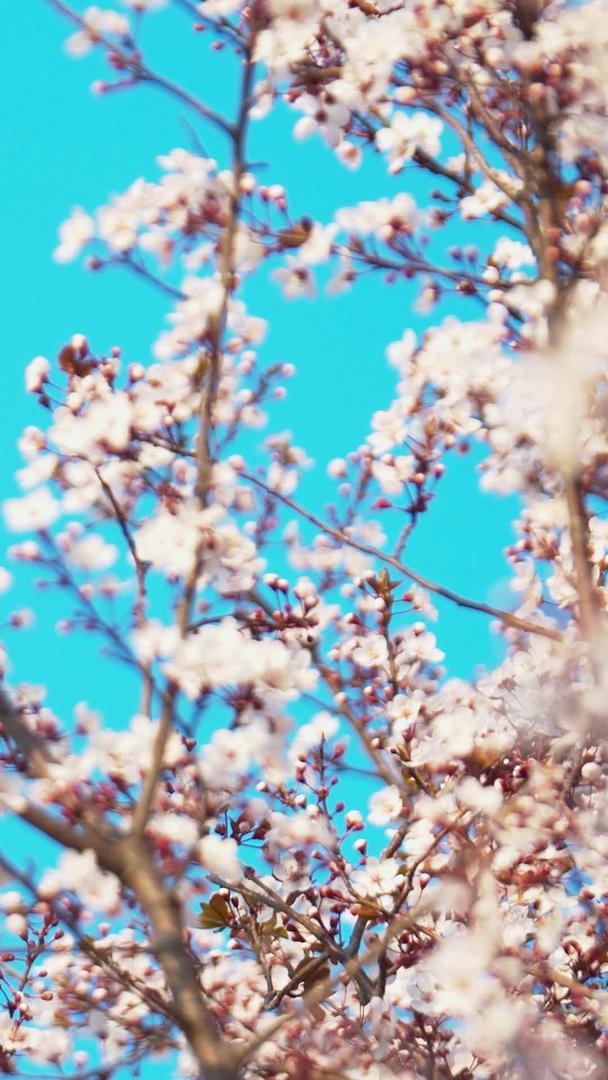 拍摄春天唯美樱花枝上的鸟类视频素材视频的预览图