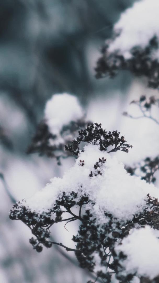 冬季雪花落在枯枝上的积雪视频的预览图