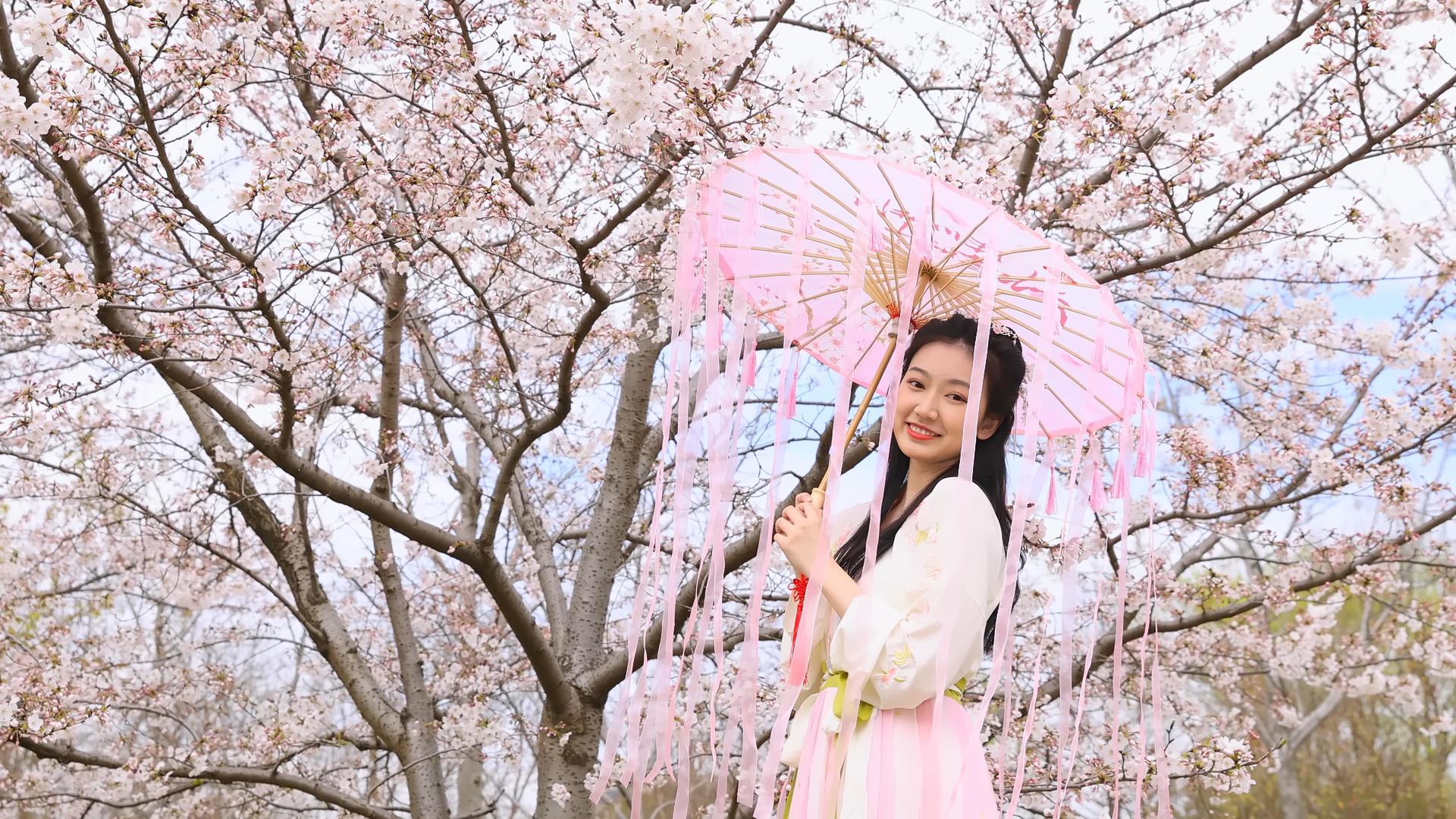 撑纸伞的古风女生赏樱花视频的预览图