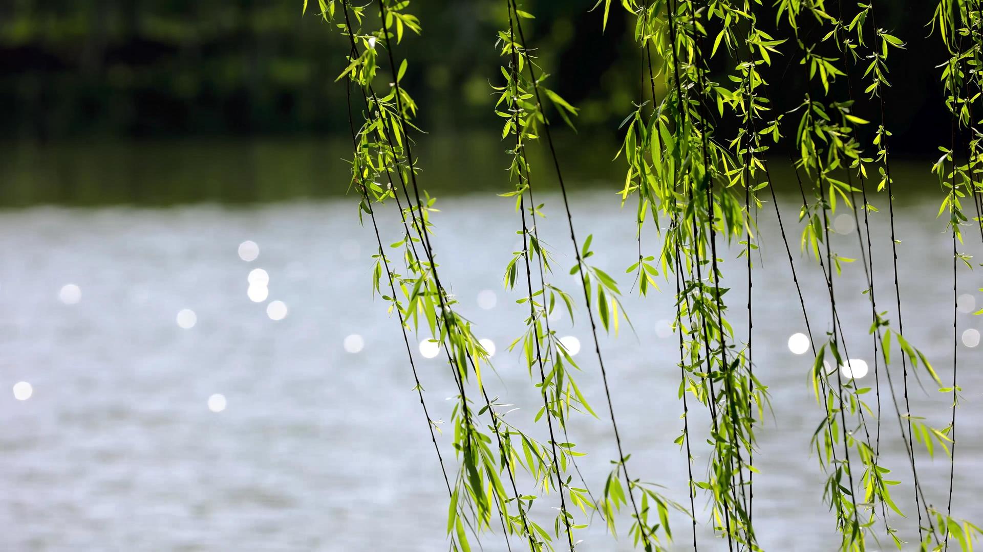 春天自然风景水面的垂柳柳树随风飘动视频的预览图